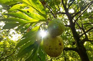 Could breadfruit be the next superfood? UBC researchers say yes