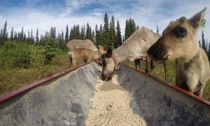 Caribou herd rebounds as Indigenous stewards lead conservation efforts
