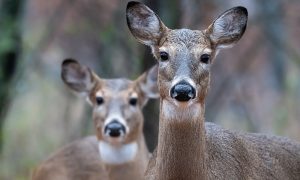 Deer are expanding north, and that’s not good for caribou